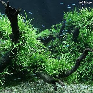 ミクロソリウム・ナローリーフを元気に成長させる方法